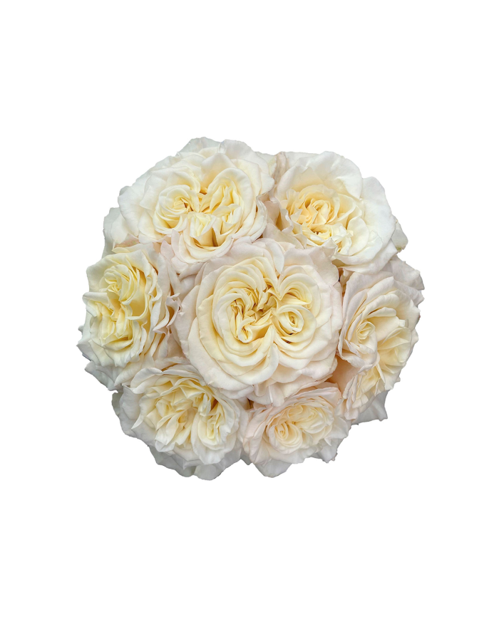 White Roses Gift Box White Roses Gift Box