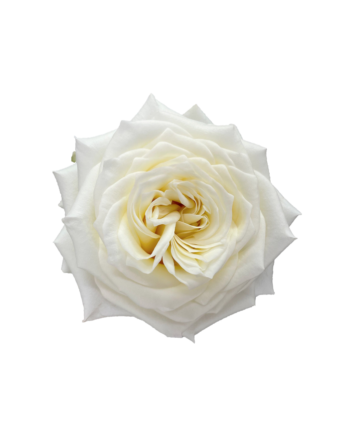 White Roses Gift Box White Roses Gift Box