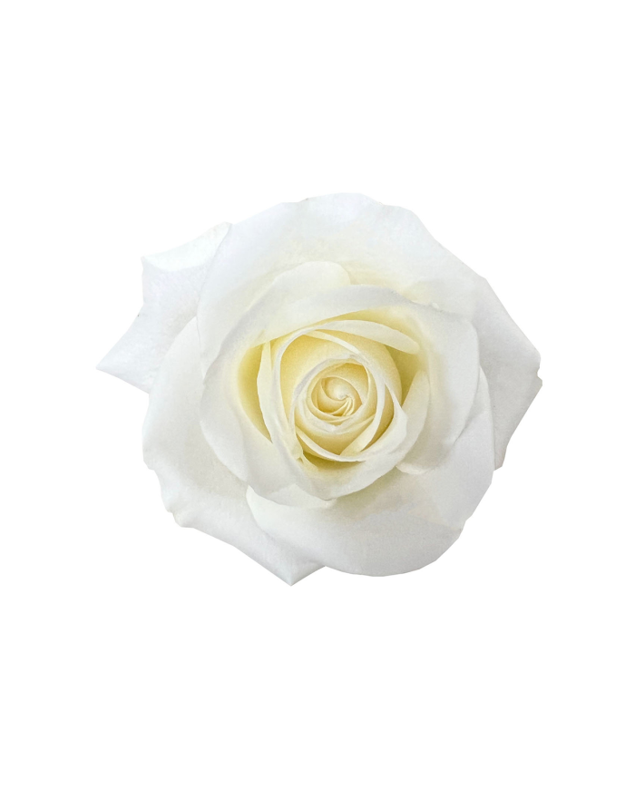 White Roses Gift Box White Roses Gift Box