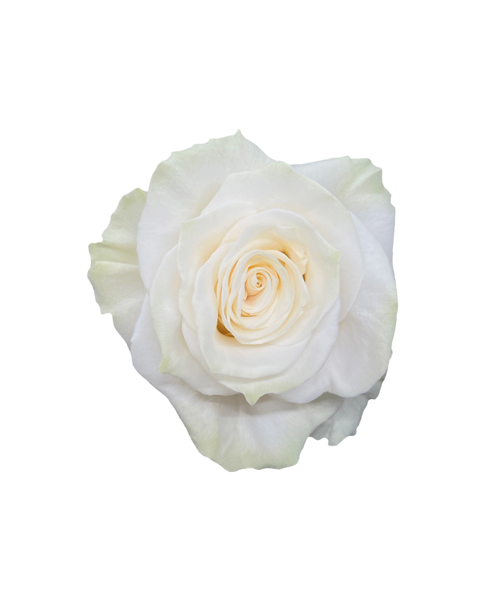 White Roses Gift Box White Roses Gift Box