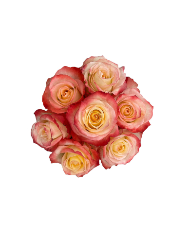 Bicolor Roses Gift Box Bicolor Roses Gift Box