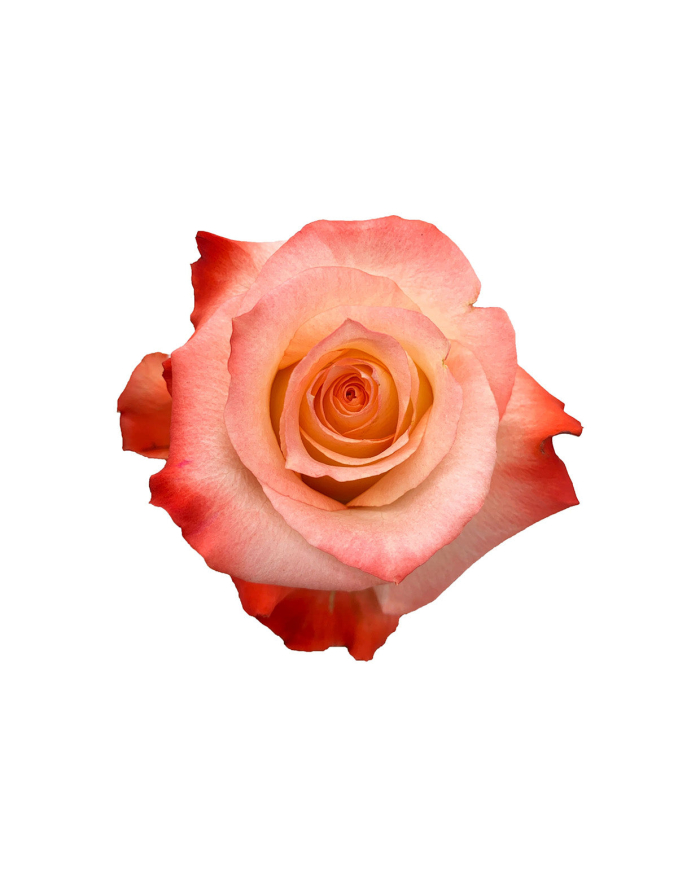 Bicolor Roses Gift Box Bicolor Roses Gift Box