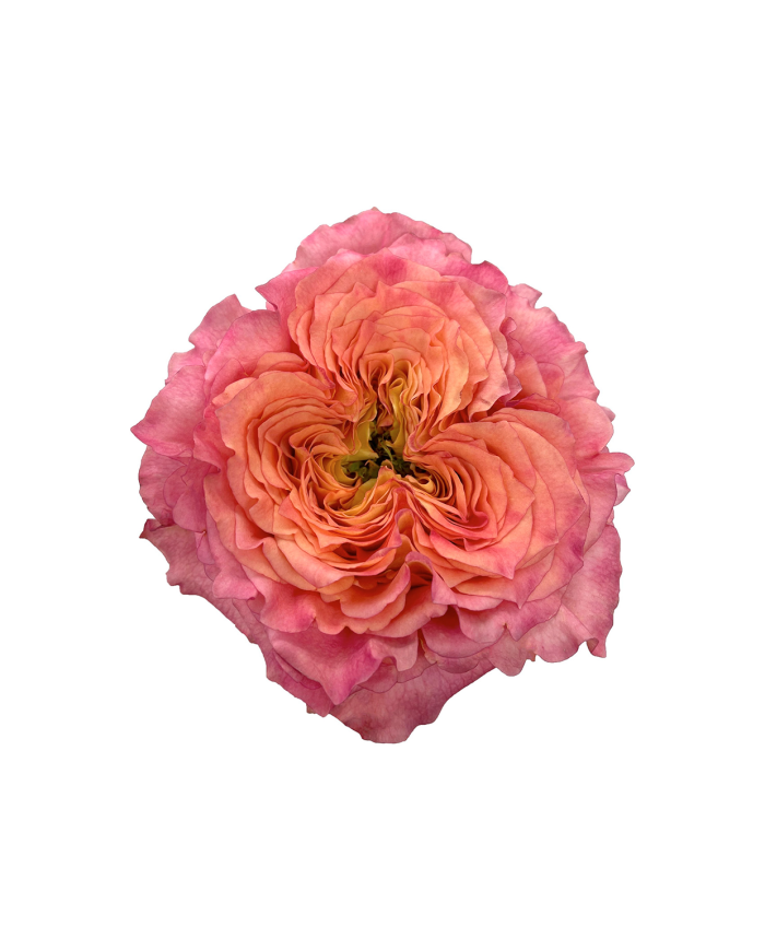 Bicolor Roses Gift Box