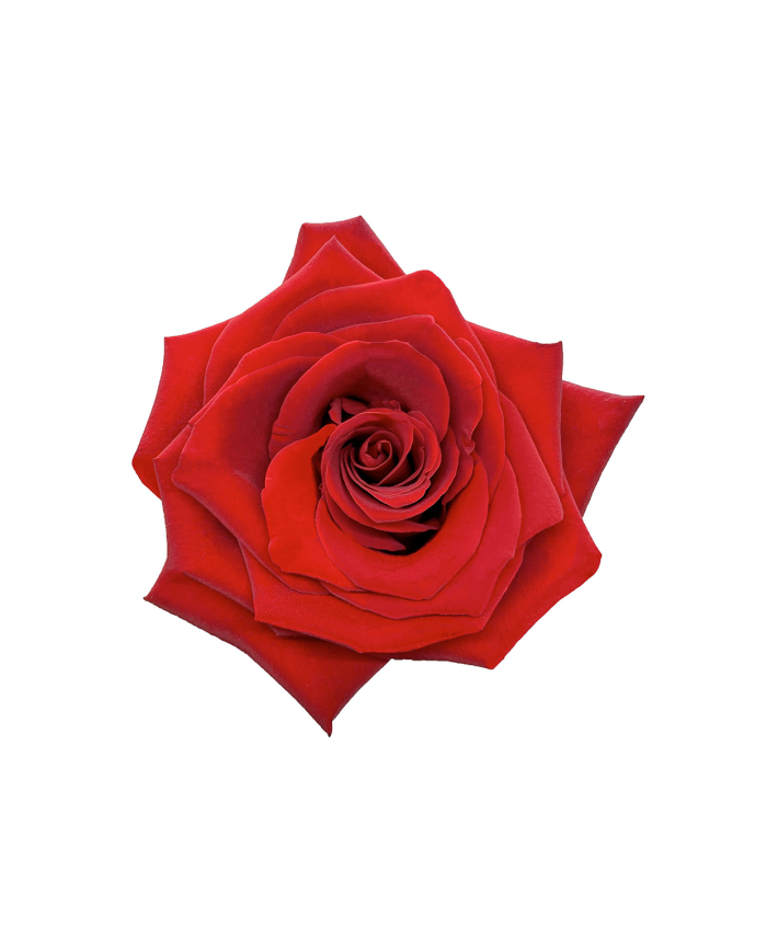 Red Roses Gift Box Red Roses Gift Box