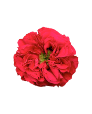 Red Roses Gift Box Red Roses Gift Box