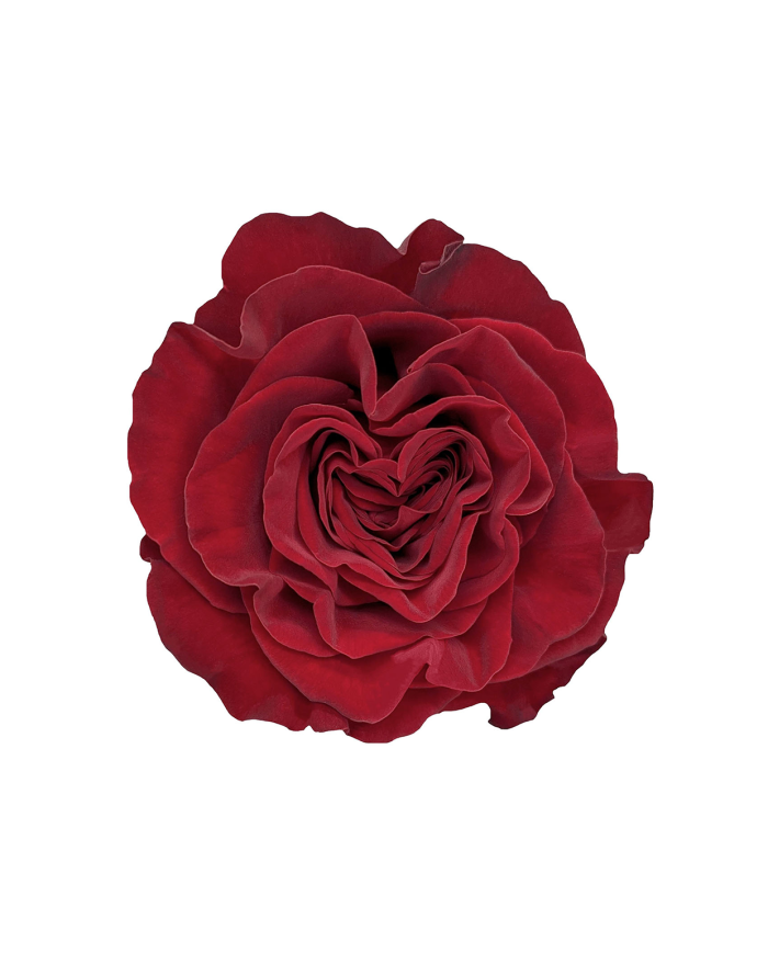 Red Roses Gift Box Red Roses Gift Box