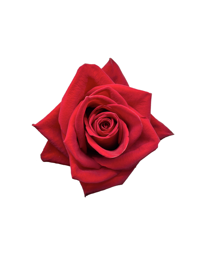 Red Roses Gift Box Red Roses Gift Box