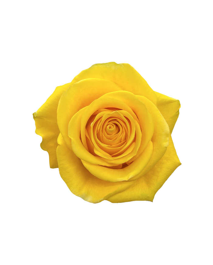 Yellow Roses Gift Box Yellow Roses Gift Box