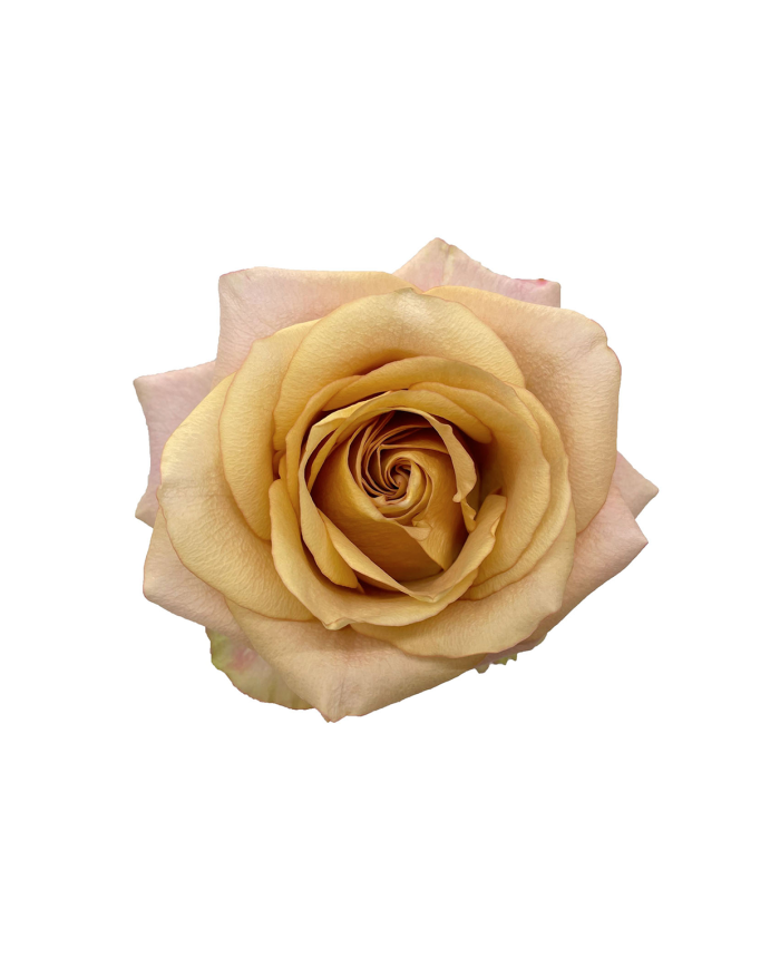 Golden Roses Gift Box Golden Roses Gift Box