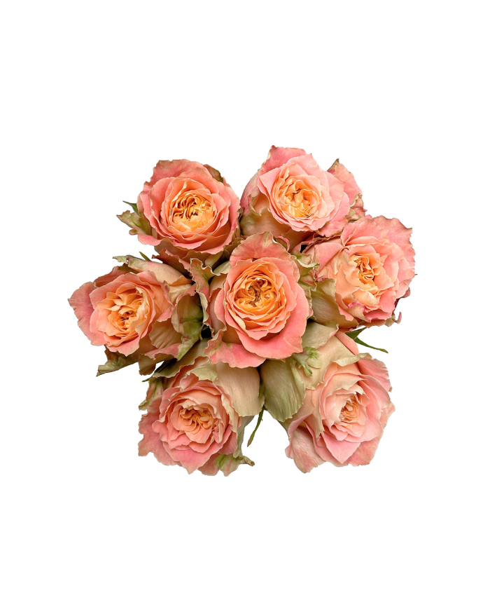 Peach Roses Gift Box Peach Roses Gift Box