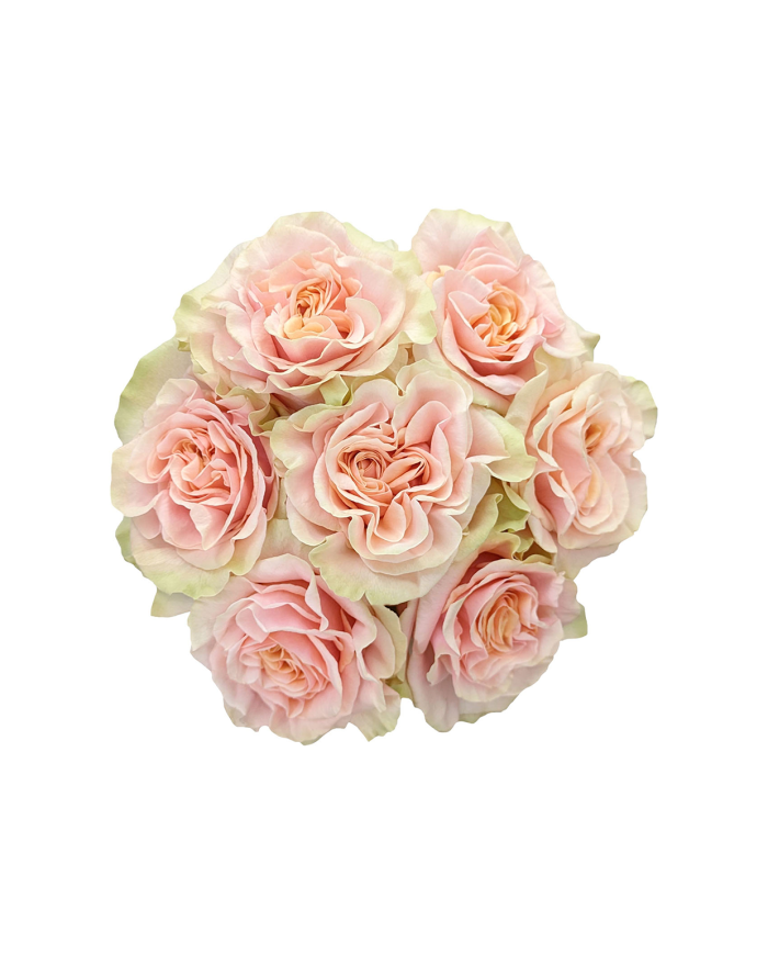 Peach Roses Gift Box Peach Roses Gift Box