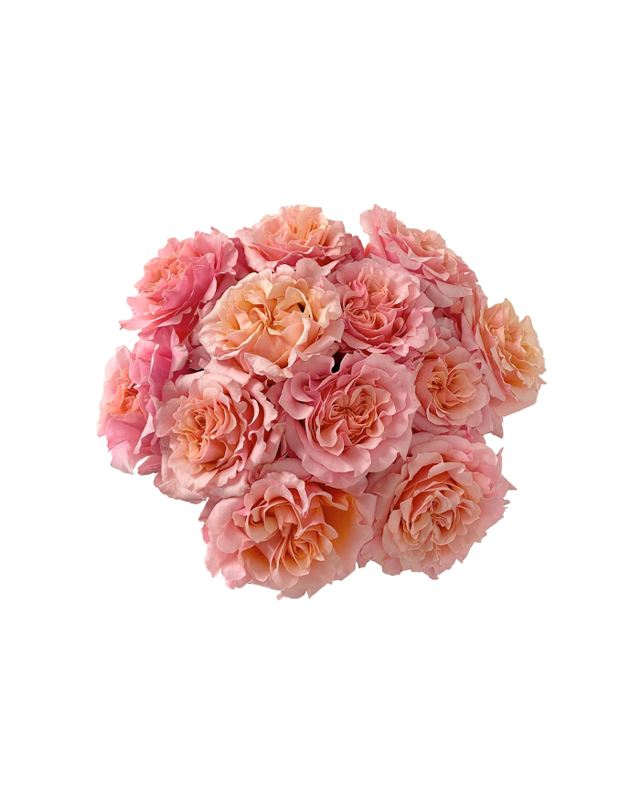 Peach Roses Gift Box Peach Roses Gift Box