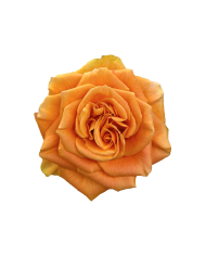 Peach Roses Gift Box Peach Roses Gift Box