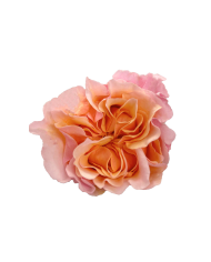 Peach Roses Gift Box Peach Roses Gift Box