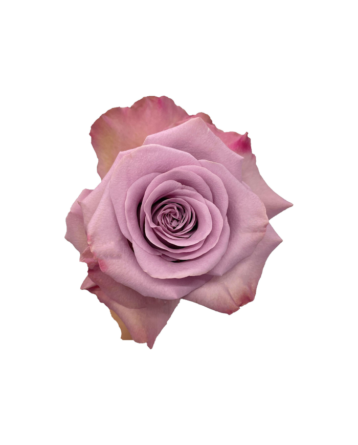 Lavender Roses Gift Box Lavender Roses Gift Box