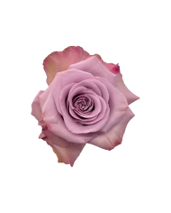 Lavender Roses Gift Box Lavender Roses Gift Box