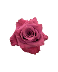 Lavender Roses Gift Box Lavender Roses Gift Box