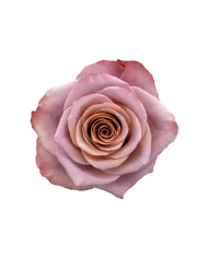 Lavender Roses Gift Box Lavender Roses Gift Box