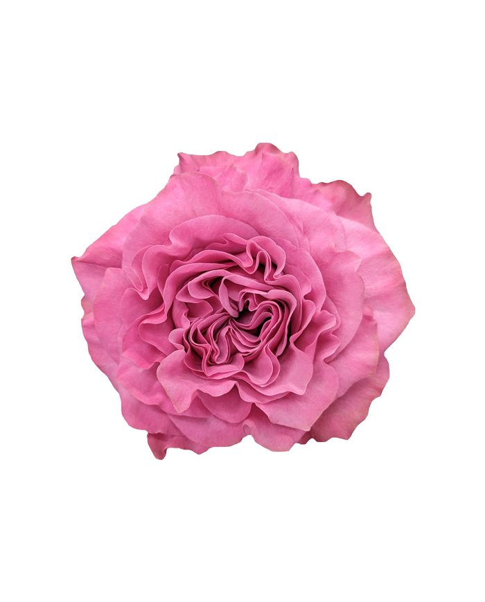 Lavender Roses Gift Box Lavender Roses Gift Box