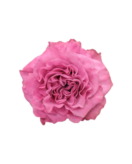 Lavender Roses Gift Box Lavender Roses Gift Box