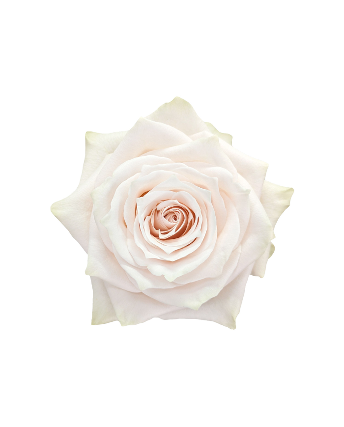 Sand Roses Gift Box Sand Roses Gift Box