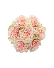 Light Pink Roses Gift Box Light Pink Roses Gift Box