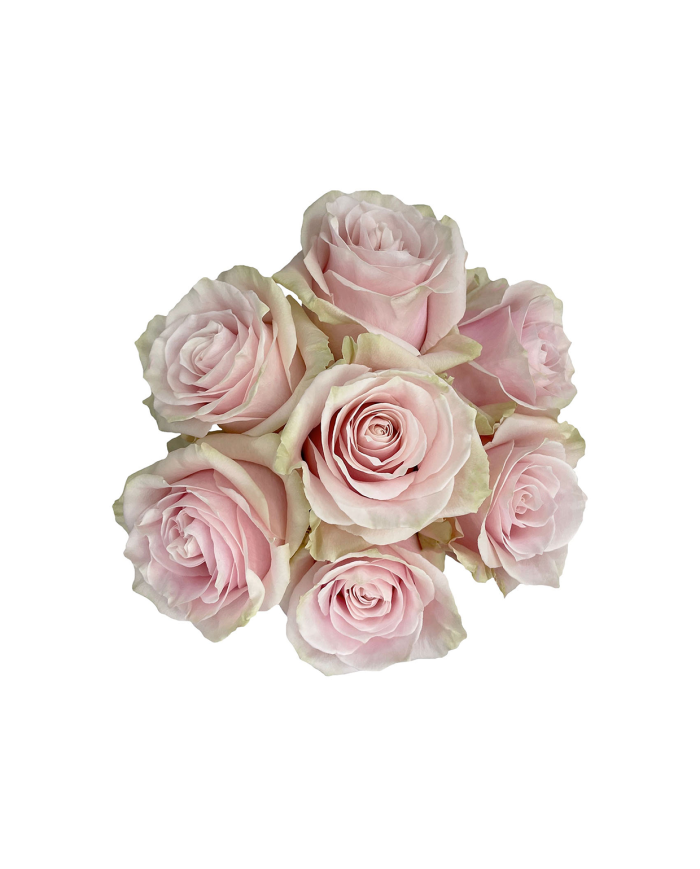 Light Pink Roses Gift Box Light Pink Roses Gift Box