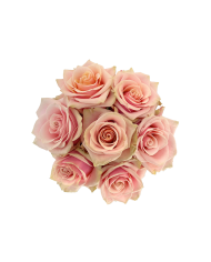 Light Pink Roses Gift Box Light Pink Roses Gift Box