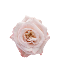 Light Pink Roses Gift Box Light Pink Roses Gift Box