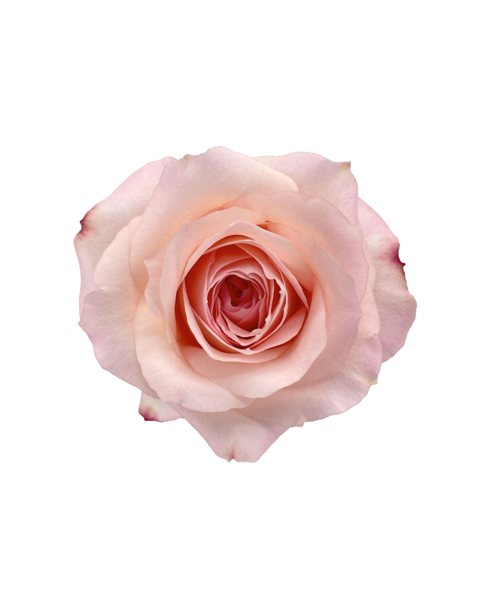 Light Pink Roses Gift Box Light Pink Roses Gift Box