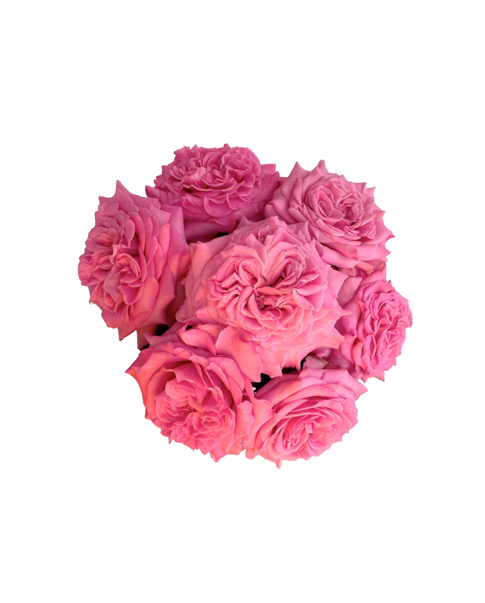 Light Pink Roses Gift Box Light Pink Roses Gift Box