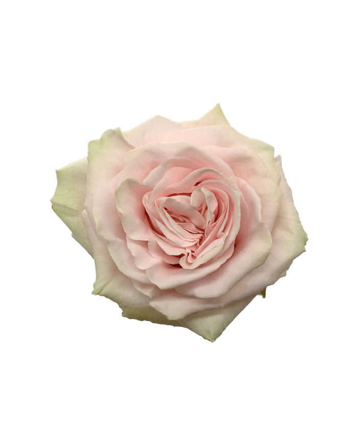 Light Pink Roses Gift Box Light Pink Roses Gift Box