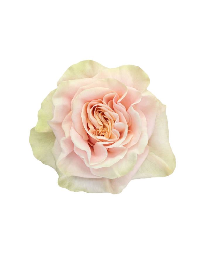 Light Pink Roses Gift Box Light Pink Roses Gift Box