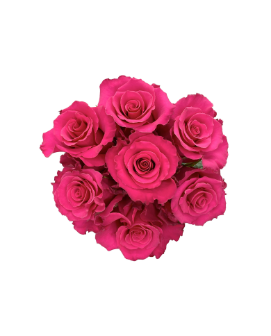 Hot Pink Roses Gift Box Hot Pink Roses Gift Box