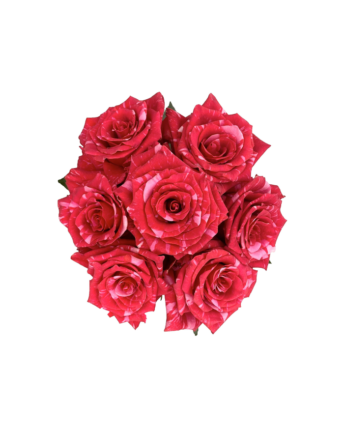 Hot Pink Roses Gift Box Hot Pink Roses Gift Box