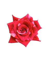 Hot Pink Roses Gift Box