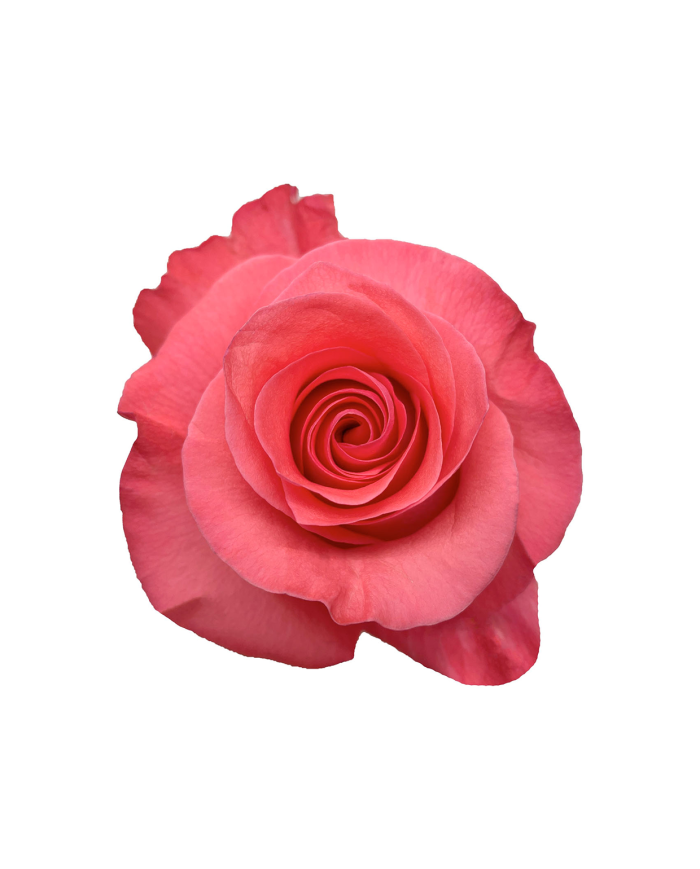 Hot Pink Roses Gift Box Hot Pink Roses Gift Box