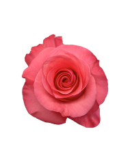 Hot Pink Roses Gift Box