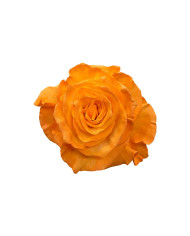 Panned Egg Chocolate Tinted Roses Gift Box