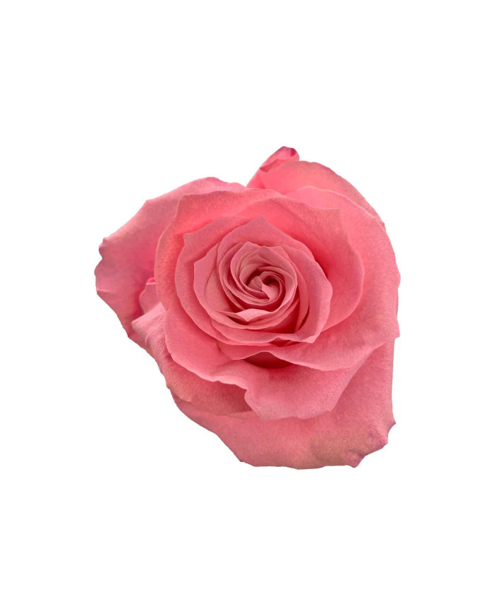 Panorama Egg Gift Box Tinted Roses