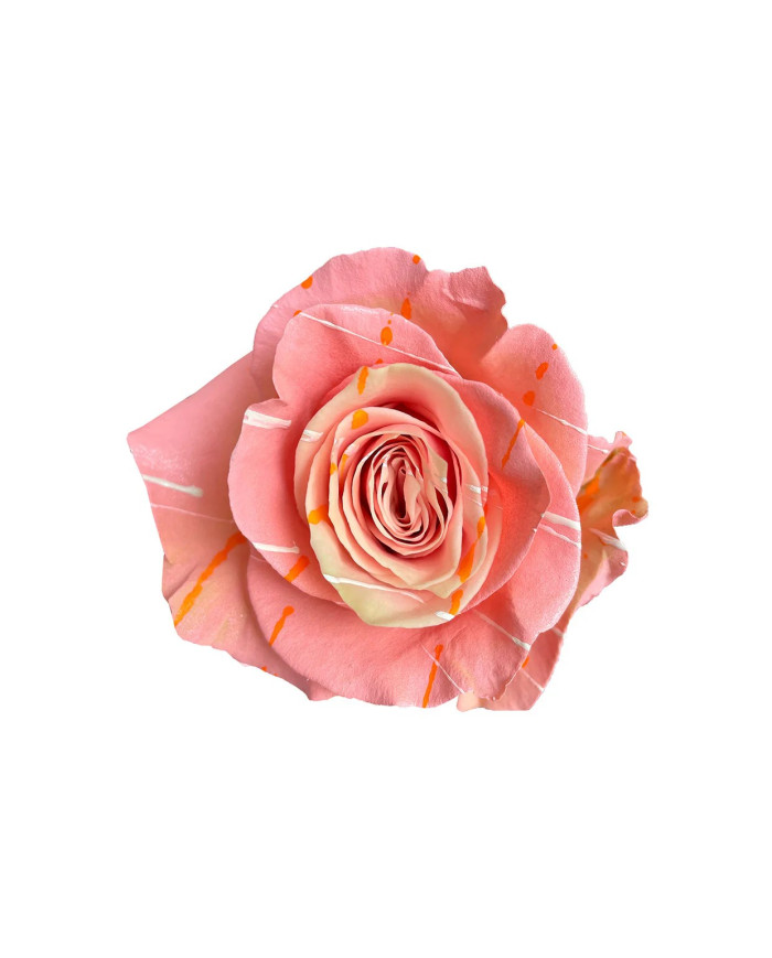 Energizer Bunny Dyed Roses Gift Box Energizer Bunny Dyed Roses Gift Box