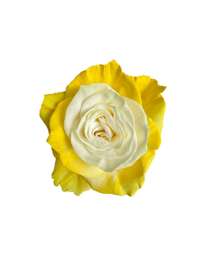 Banana Pudding Easter Egg Collection Gift Box Banana Pudding Easter Egg Collection Gift Box