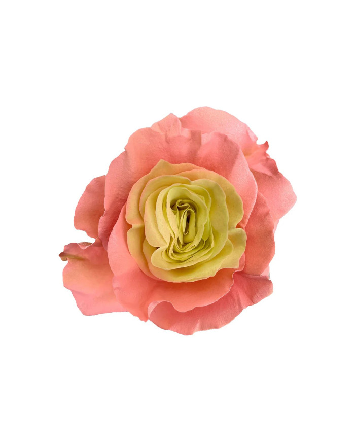 Fruit Tart Easter Roses Gift Box Fruit Tart Easter Roses Gift Box