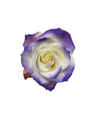 Boyfriend Tinted Roses Gift Box