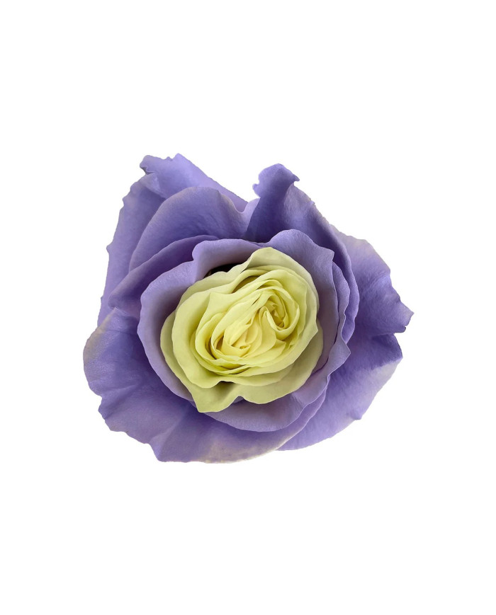 Blueberry Mousse Easter Egg Collection Gift Box Blueberry Mousse Easter Egg Collection Gift Box