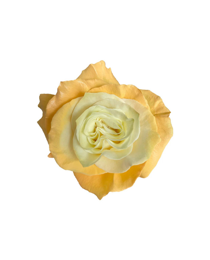 Carrot Cheesecake Tinted Roses Gift Box Carrot Cheesecake Tinted Roses Gift Box