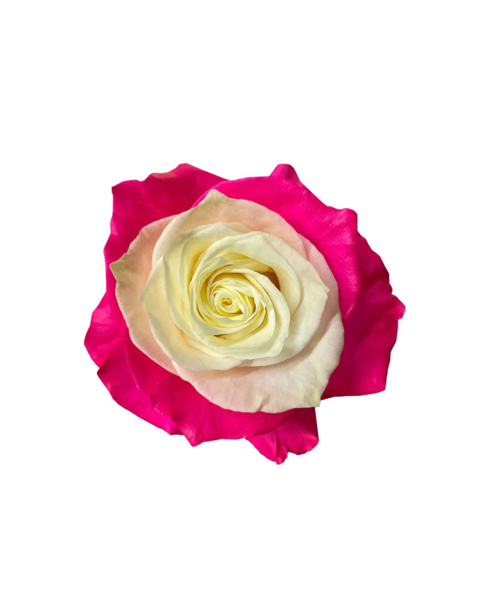 Selflove Tinted Roses Gift Box