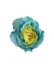 Selflove Tinted Roses Gift Box