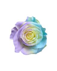 Cuddle Tinted Roses Gift Box