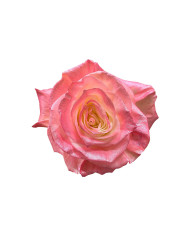 Cuddle Tinted Roses Gift Box